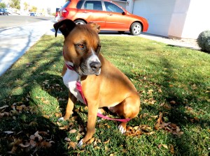 Next door neighbors dog: Liberty