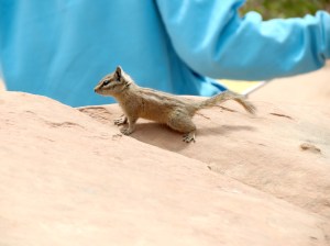 Chipmunks were all over the place. Sooooo cute