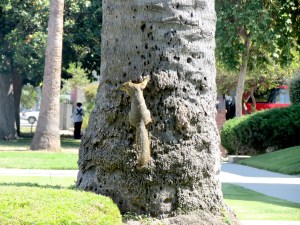 This squirrel was so fast and so cute.