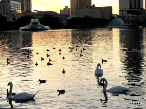 Lake in Orlando