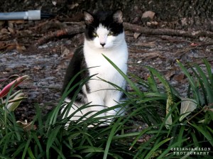 I fell in love with this kitty!